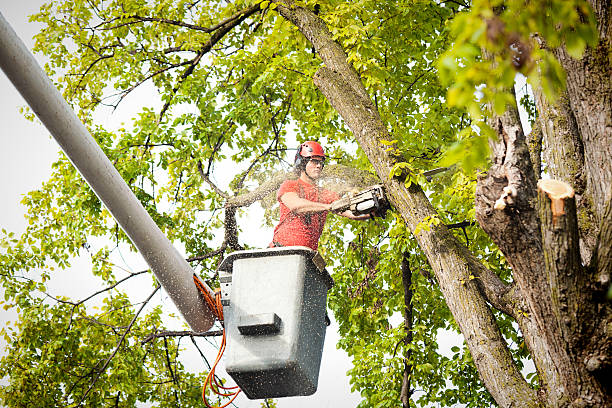 Best Professional Tree Care  in USA